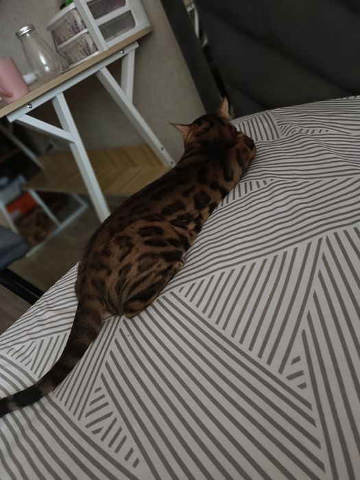 Мальчик Бенгал ищет девочку бенгалку