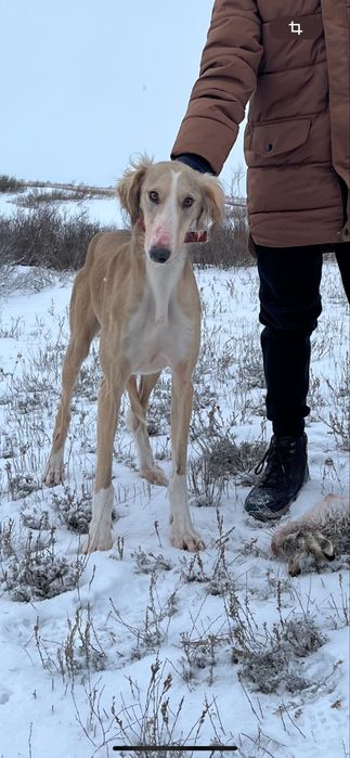 Тазы! Екі қаншық тазы сатылады