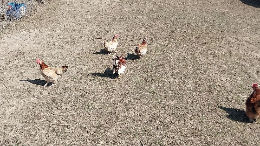 Куры птицы декоративные