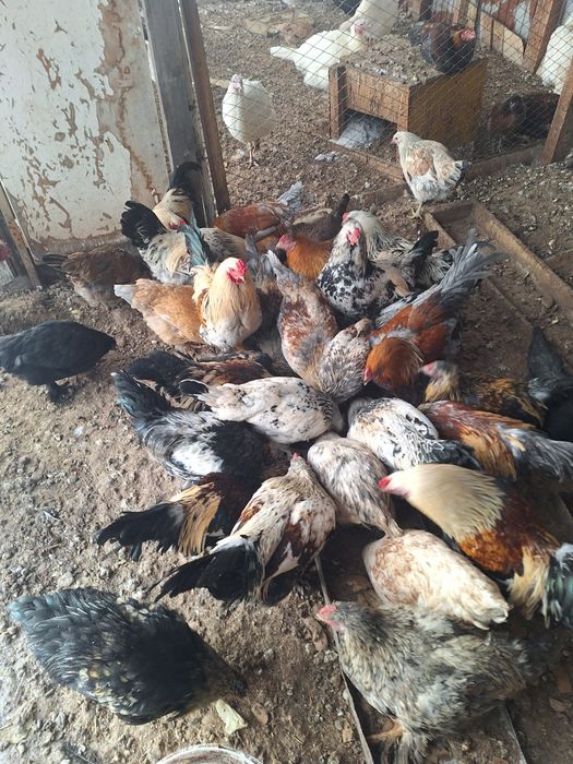 Продам петухов брама