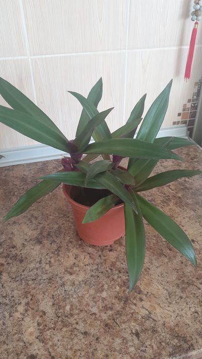 Цветы комнатные .