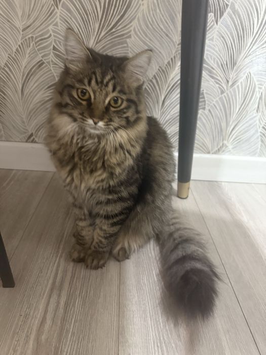 Кот Мейн Кун 8 месяцев