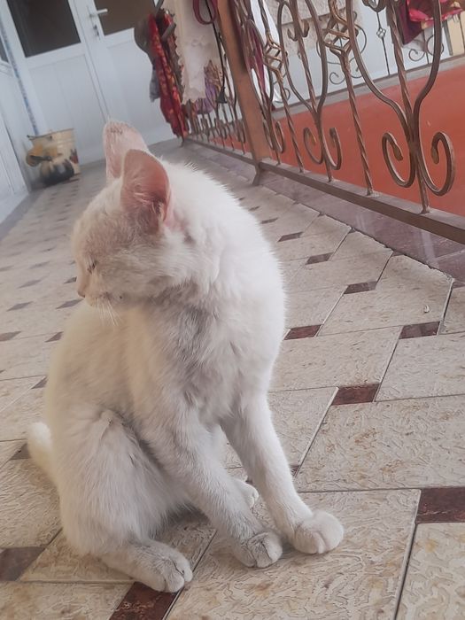 Mushuk 5 yarim 6 oyli