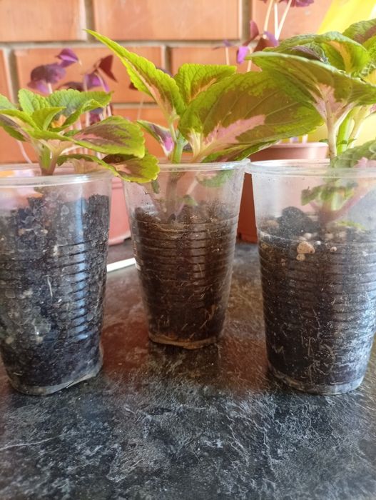 Продам цветы и перчик
