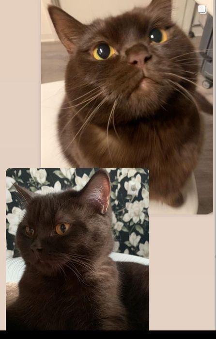 Продам Шоколадную кошку шотландка