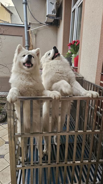 Срочно Продам пара Самоеда. Готовый бизнес. Медленный доход