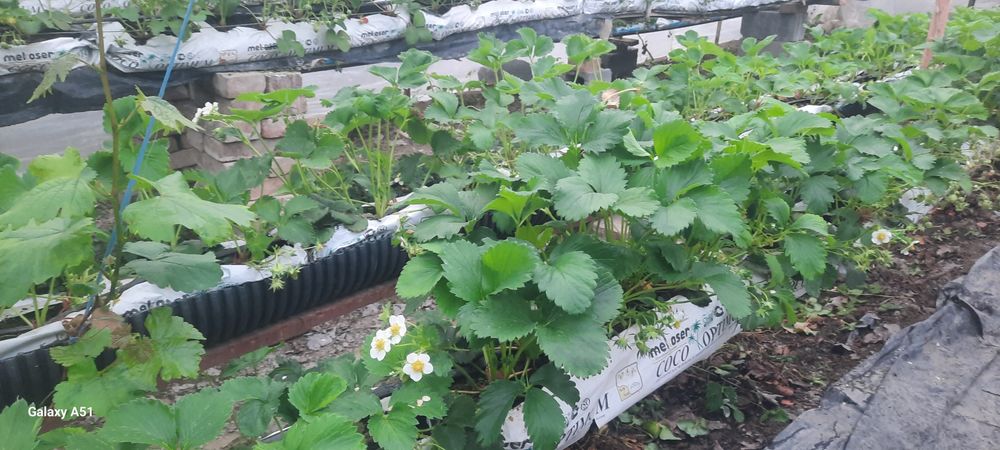 Kinsberry tanoblari zakazga bor