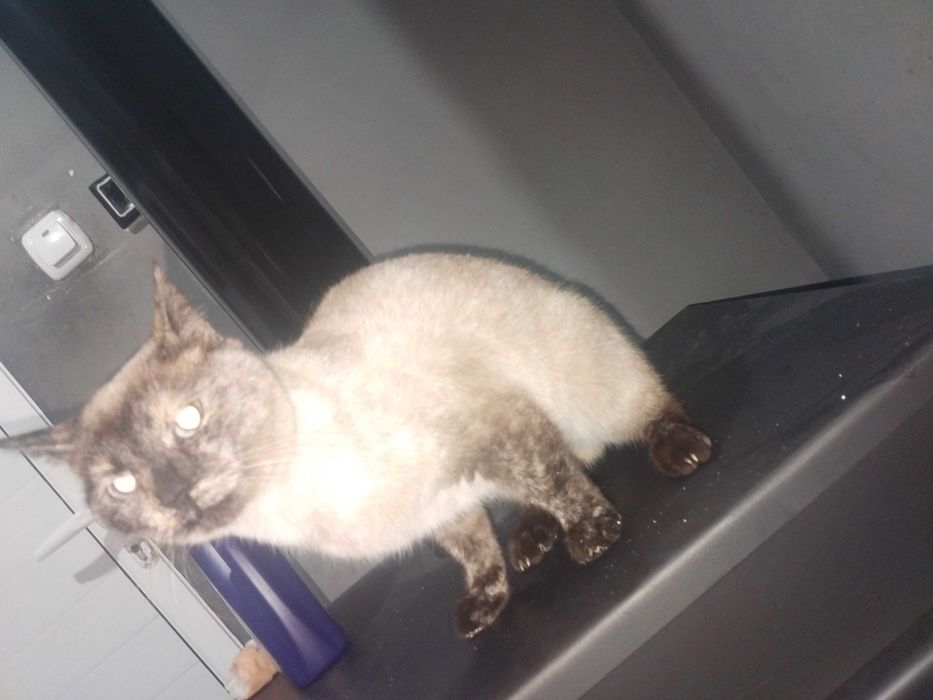 Сиамска котка . Чистокръвна