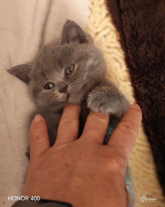 Синя британска късокосместа