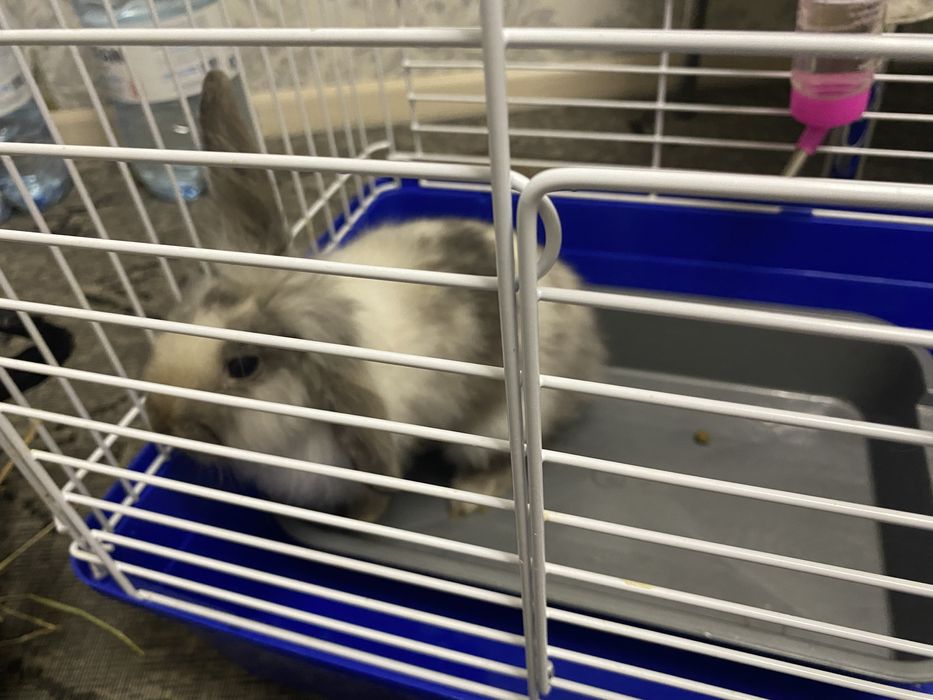 декоративного кролика