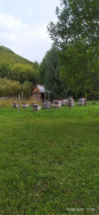 Продам.  Пасеку.