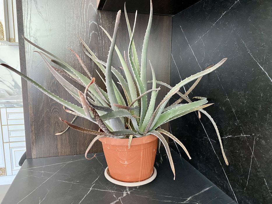 Комнатные цветы(растения)