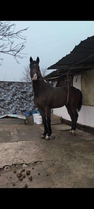 Продам хорошего коня срочно