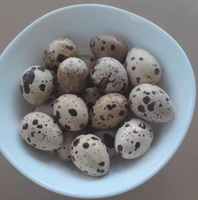 Инкубационые яйца