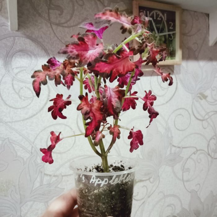 Продам комнатные цветы