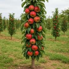 Vand puieti de pomi fructiferi altoit i columnari