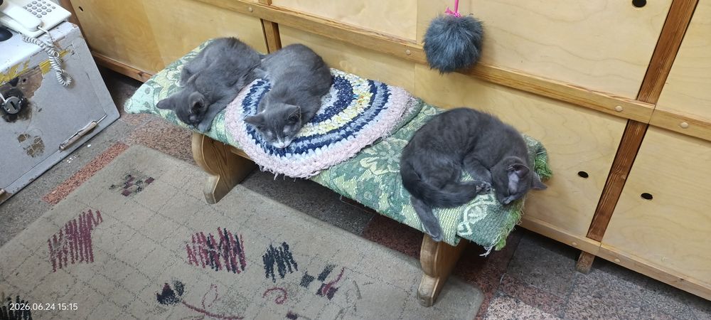Котята- крысоловы!!!