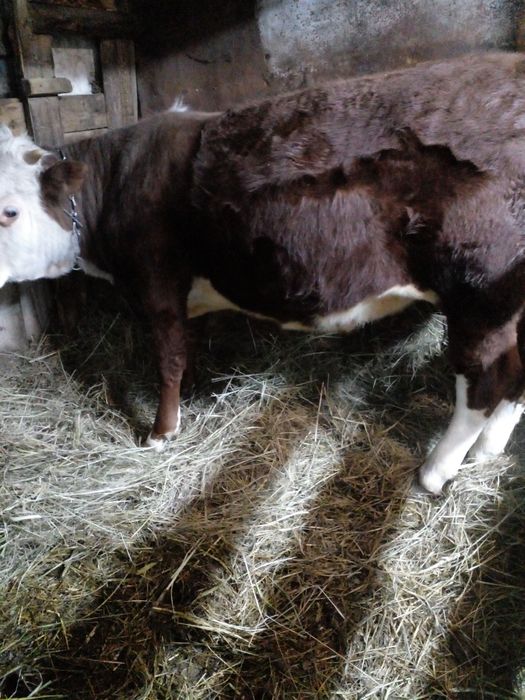 Продам годовалого бычка