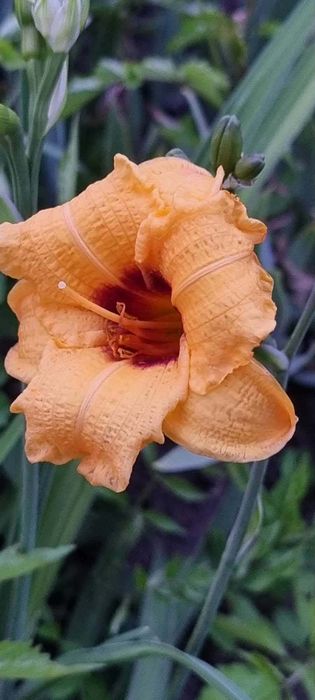 Хемерокалиси - богат избор