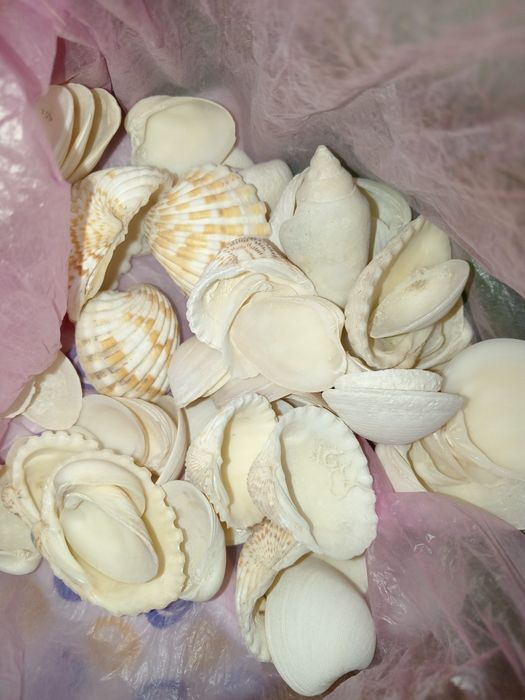 Продам декоративные ракушки