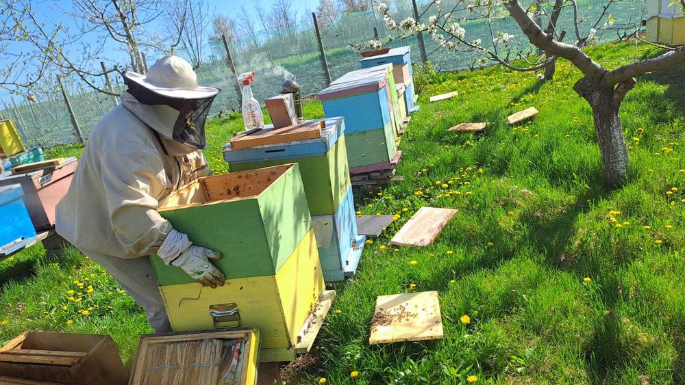 Vand familii de albine