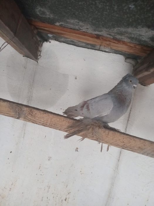 Продам пару, чубатых