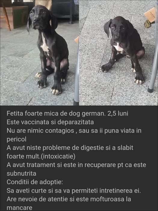 Donez caine de rasa Dog German