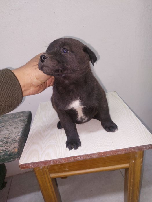 Отдам даром щенка мальчик смесь лабрадора