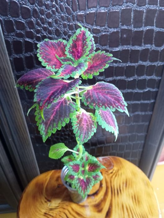 Укоренённые колеусы