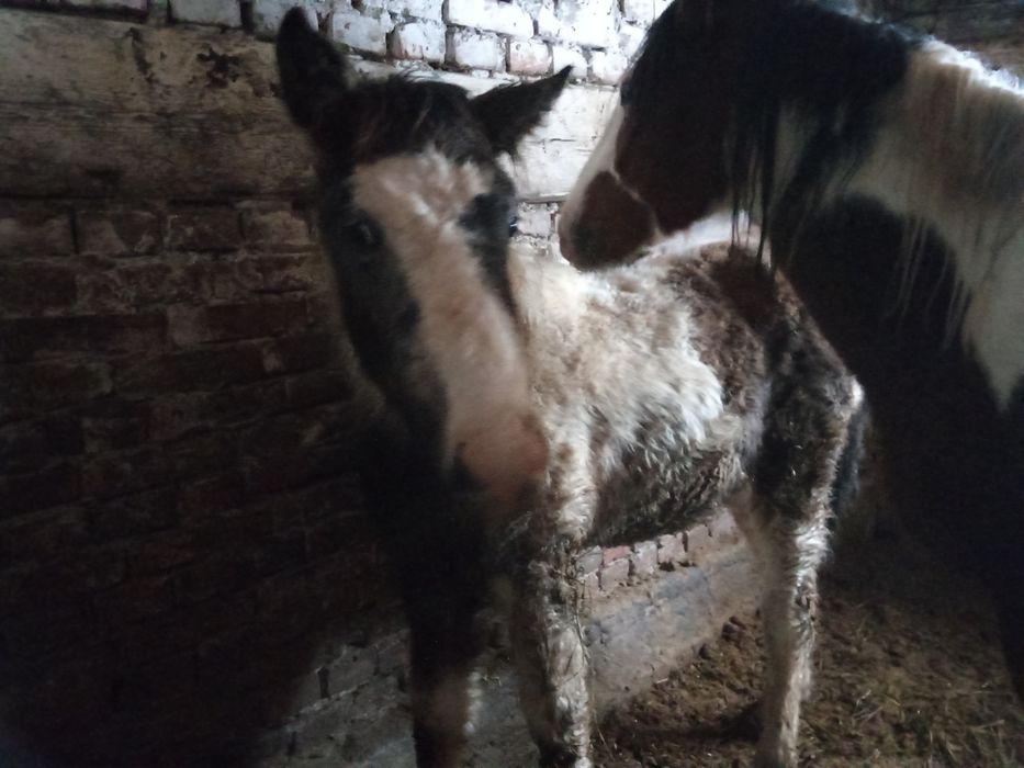 Продам кобылу с жеребенком