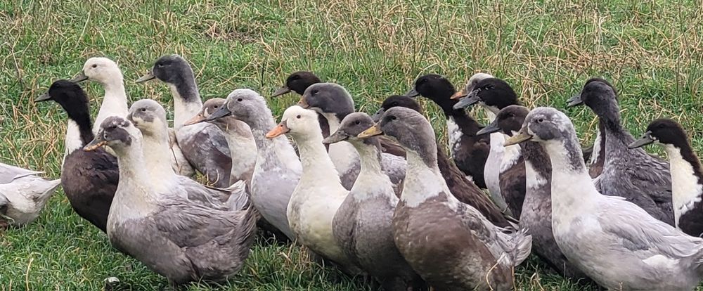 Boboci de Rață Pekin și Rață Polare