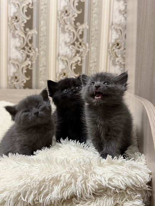 Котята в хорошие руки