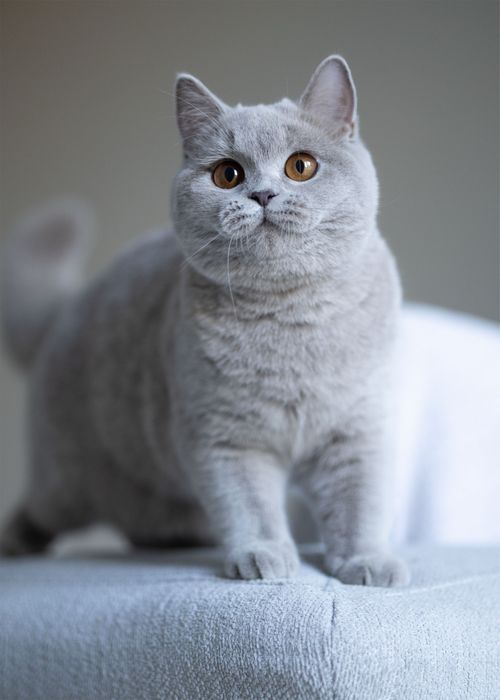 Британские котята