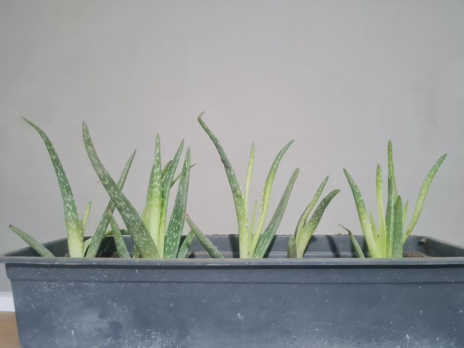 Алое Вера растения!