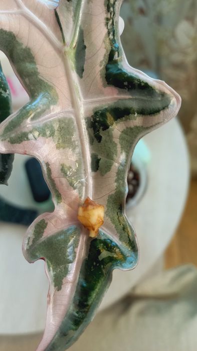 Вариегатные алоказии