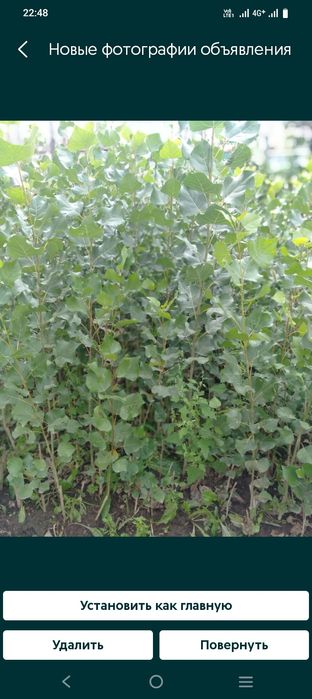 Саженцы тополя, клён, сирень, шиповника