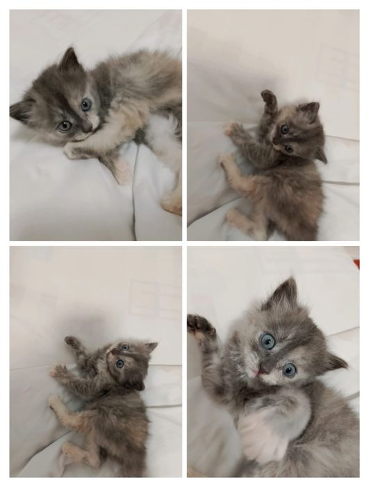 ОЧЕНЬ СРОЧНО бесплатно