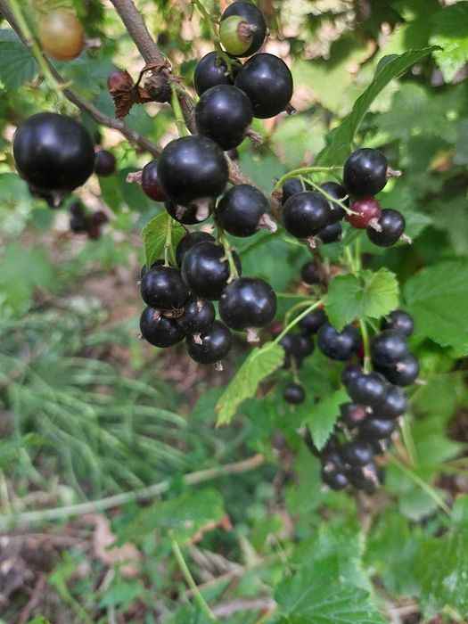 Продам дачу на Айгуле