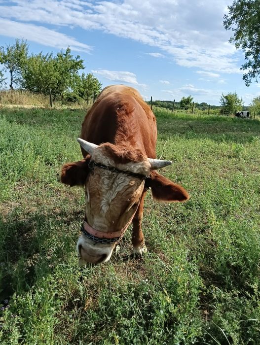 Vând vițel rasă bălțată românească