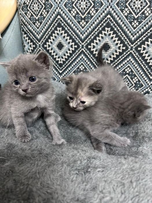 Отдам котят в добрые руки