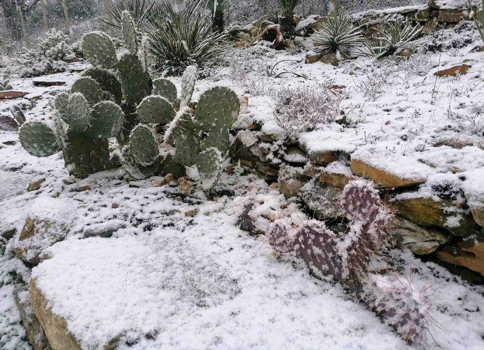 Студоустойчиви градински кактуси
