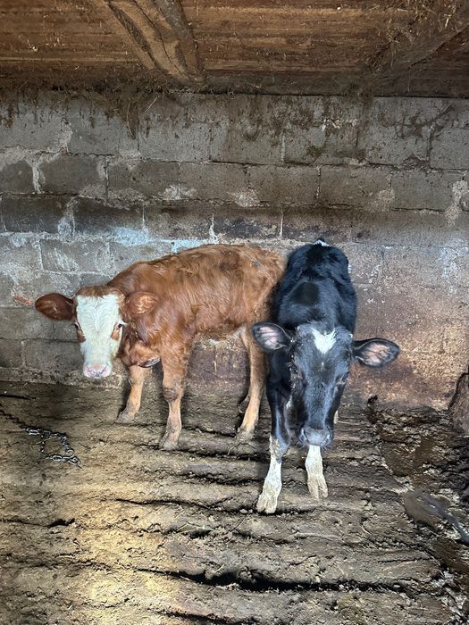 Vând doi viței masculi