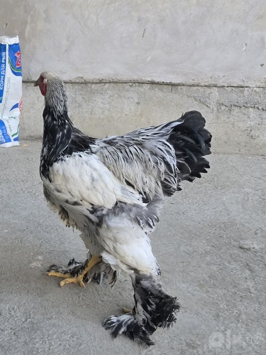 Brama tovuq xo'rozla sotiladi