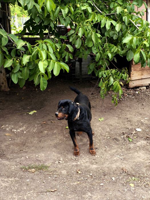 Куче Пазач - Ротвайлер