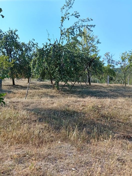 Prune pentru țuică