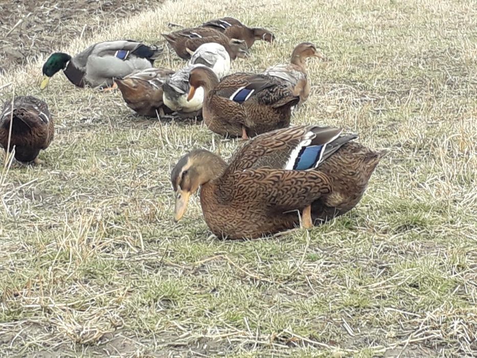 Rațe Rouen  păsări de excepție...subliniez  EXCEPȚIE...