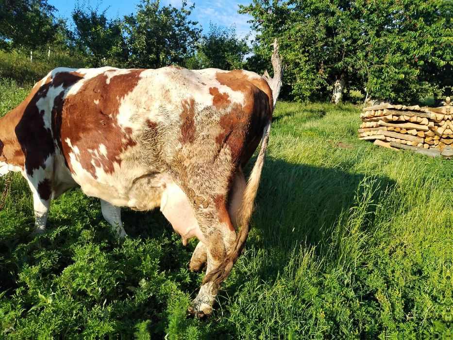 Vând vacă 25 Li Lapte