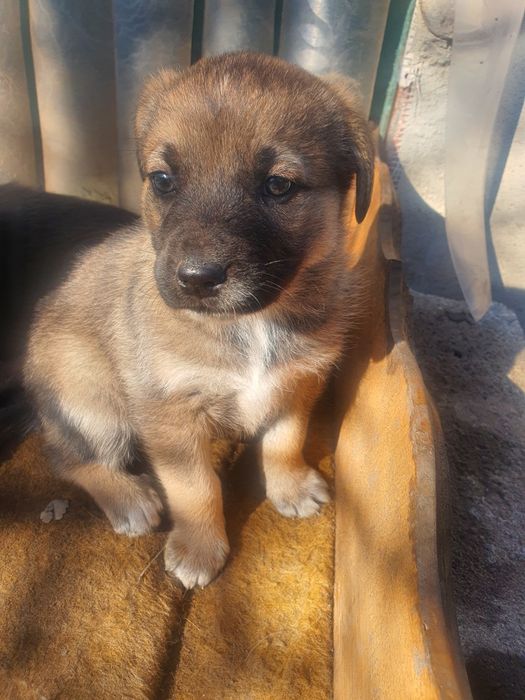 Подарявам Кученце