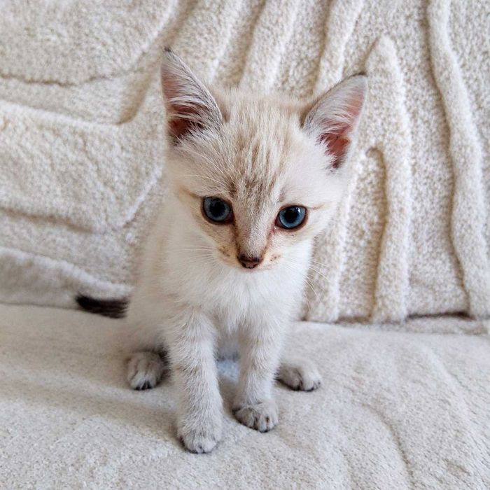 КОТЯТА ищут любящий дом!