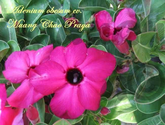 Plic 20 seminte Adenium obesum